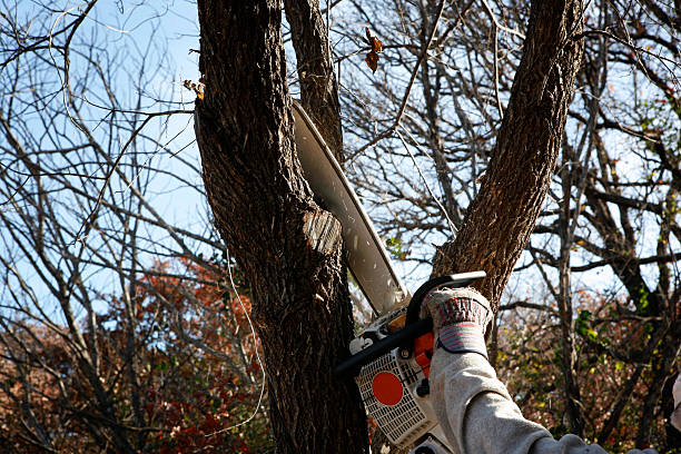 How Our Tree Care Process Works  in  Indian Head Park, IL